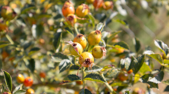 Rama de rosal silvestre con escaramujos inmaduros de color amarillo anaranjado