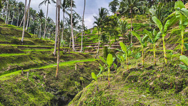Lush Green Stepped Tegalalang Rice Terraces with Banana Trees and Coconut Palms in Ubud Bali Indonesia