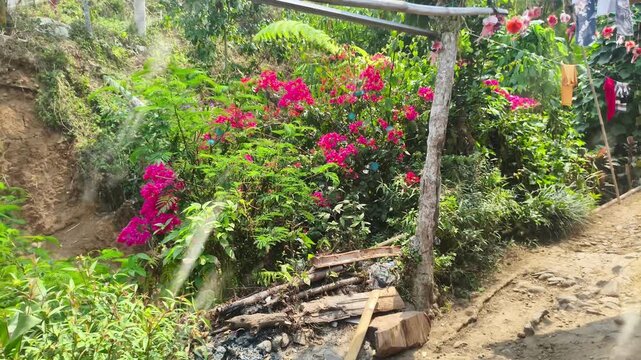 Blue Morpho butterflies flying over pink bougainvillea flowers in a garden. Seamless looping 4k video background