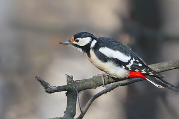 Obraz premium Female Great Spotted Woodpecker (Dendrocopos major) perched on a slender branch, showing its black and white plumage and bright red undertail coverts.