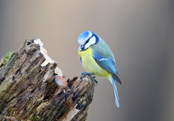 Eurasian Blue Tit (Cyanistes caeruleus) perching atop a decayed tree stump, looking down in side profile. © VOLODYMYR KUCHERENKO