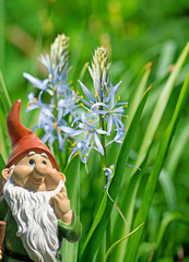 Blühende Prärielilie,Camassia,Nahaufnahme © M. Schuppich