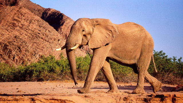 desert elephant, Loxodonta africana, walks through dried up riverbed 353
