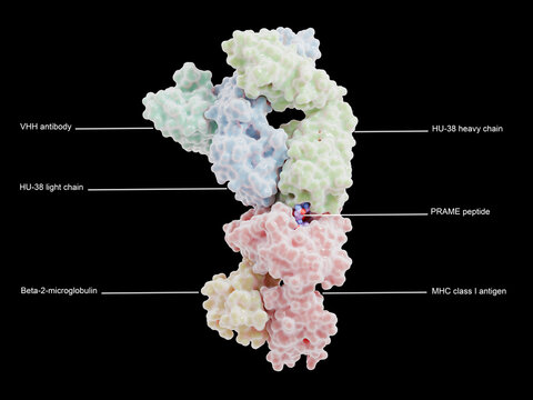 Solid tumor therapy: Bispecific T cell engager (TCE)  with the tumor antigene Preferentially Expressed Antigen in Melanoma (PRAME)  bound