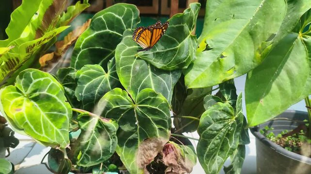 Monarch butterfly resting on large green tropical plant leaves in garden. Seamless looping 4k video background