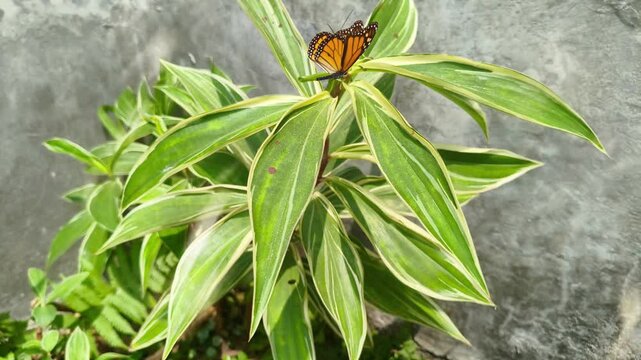 A beautiful orange butterfly rests on vibrant green variegated plant leaves. Seamless looping 4k video background