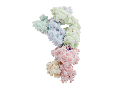 Solid tumor therapy: Bispecific T cell engager (TCE)  with the tumor antigene Preferentially Expressed Antigen in Melanoma (PRAME)  bound