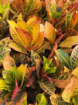 Colorful croton plant leaves background 