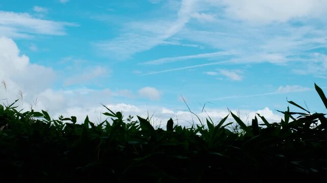 青空と雲を背景にした草のシルエット