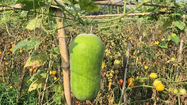 Fresh Ash Gourd Hanging On Bamboo Trellis In Vegetable Farm Field Close Up