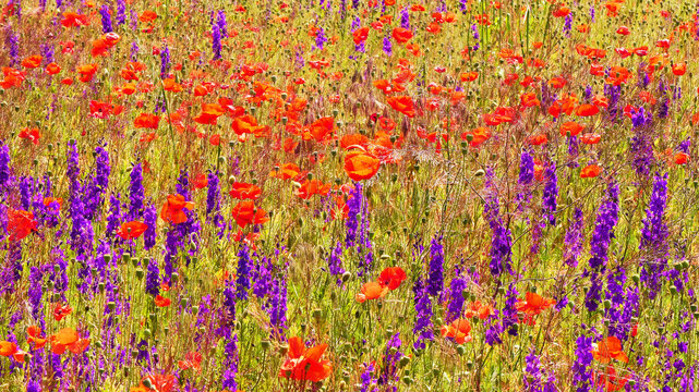 wildflowers on fallow fields, Romania 396 
