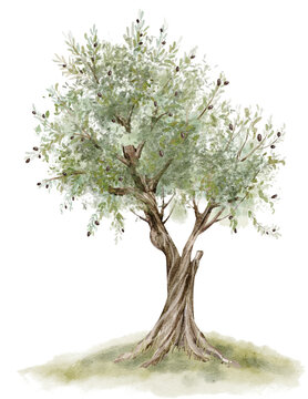 Olive tree watercolor illustration with silvery green foliage and ripe fruits isolated on background. Mediterranean botanical clipart for orchard, garden, harvest, agriculture and landscape designs.
