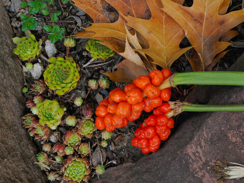 Im Garten liegen die St&auml;ngel vom Aronstab (Arum) mit roten Fr&uuml;chten am Boden