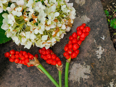 Im Garten liegen die St&auml;ngel vom Aronstab (Arum) mit roten Fr&uuml;chten am Boden