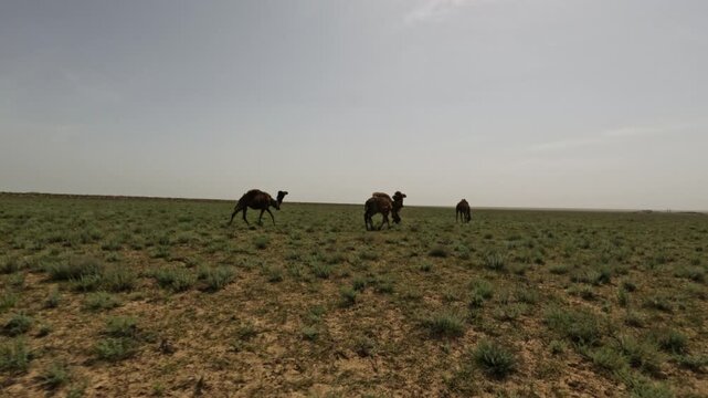 Camels grazing on arid grassland under clear sky, showcasing natural habitat