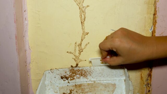 Pest Control Treatment for Termite Infestation on Interior Building Wall