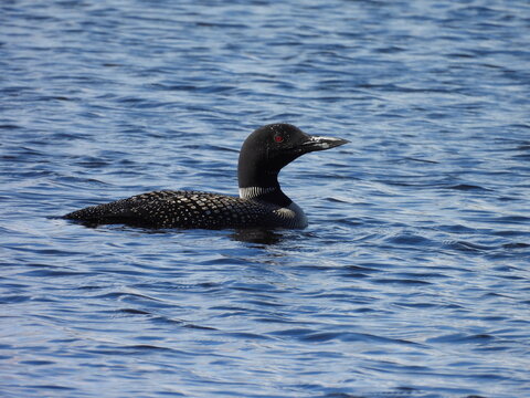 A common loon, swimming within the waters of Barnum Pond. Adirondack Park, Franklin County, New York.