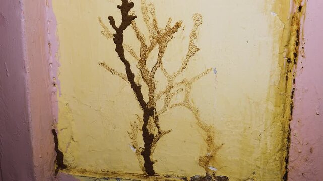 Termite Damage On Painted Wall With Visible Mud Trail And Infestation Signs