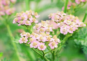 Yarrow a perennial plant blooming with small pink flowers. © Sagittarius_13