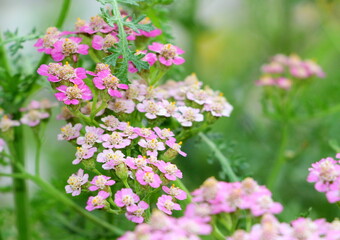 Yarrow a perennial plant blooming with small pink flowers. © Sagittarius_13
