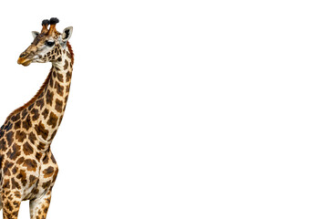 Giraffe portrait isolated PNG, close up tall spotted giraffe head and neck on transparent background, african wildlife photo © Bright Stock