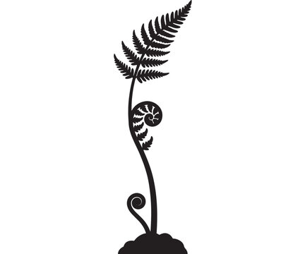 Fern Illustration Showcasing Intricate Leaf Patterns and a Coiled Frond, Ideal for Botanical Design and Nature-Inspired Artwork.