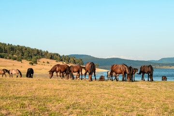 Naklejka premium Panoramic view horse herd grazing by mountain lake Batak reservoir pine forest hills background scenic nature landscape ecotourism hiking Bulgaria