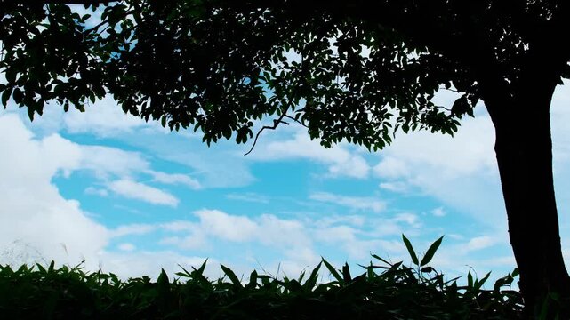 青空と雲を背景にした木と草のシルエット