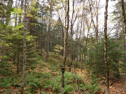 The natural beauty of the forest within Adirondack Park, St. Lawrence County, New York. 