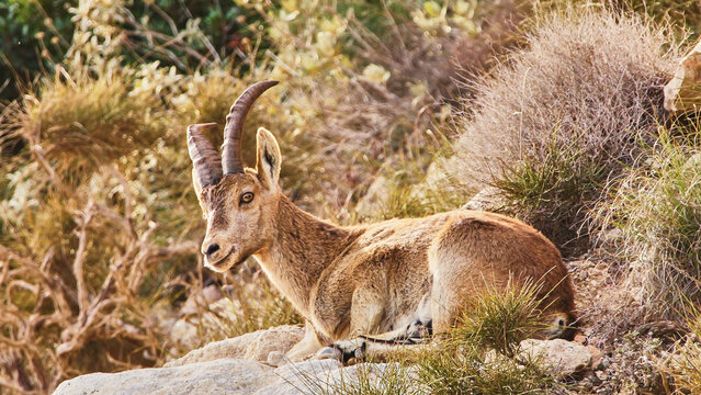 young iberian ibex, Capra pyrenaica, resting 688
