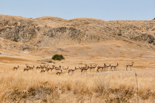 big herd of springboks, Antidorcas marsupialis, in Namib desert, excited 603