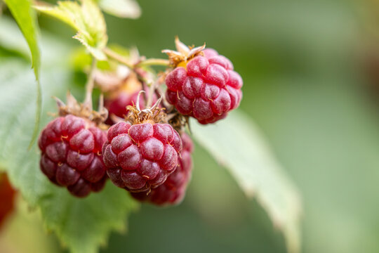 Ripe red raspberries hanging from a branch in the summer sun