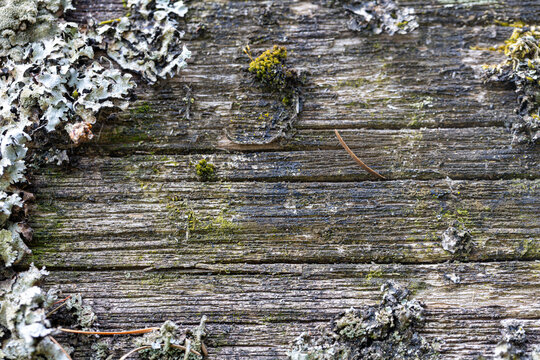 Close-up texture of weathered wood covered in lichen and moss, background, texture