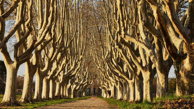 alley with artfully cut plane trees, south france
