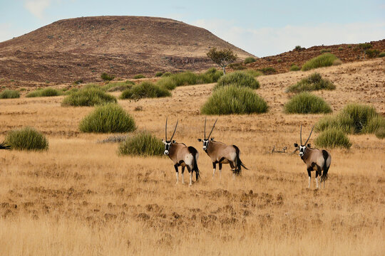 oryx gazella herd in Namib desert 618
