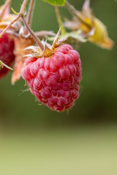 Ripe red raspberry hanging from a branch with a soft green background
