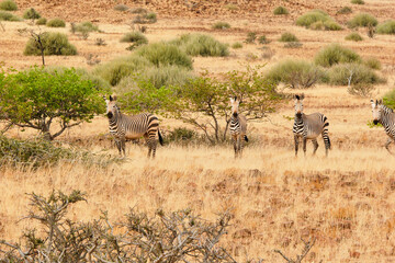 mountain zebras, Equus zebra, looking attentively 636  © meyblume
