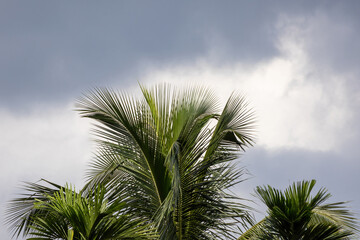 Fototapeta premium Green coconut tree leaves extending against a dramatic overcast cloudy sky with grey clouds. Natural tropical foliage captured during a stormy weather day.