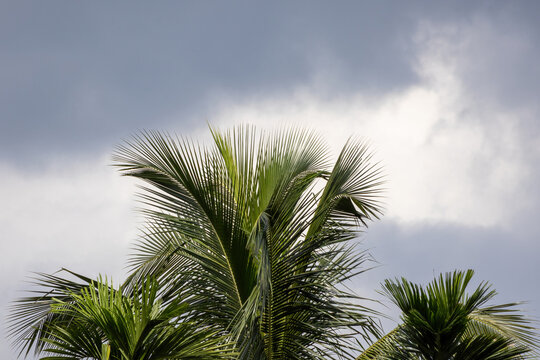 Green coconut tree leaves extending against a dramatic overcast cloudy sky with grey clouds. Natural tropical foliage captured during a stormy weather day.