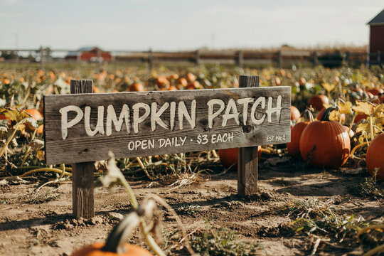 A rustic wooden sign stands proudly in a vast autumn pumpkin patch field announcing daily operations pricing and establishment year inviting visitors to pick their own fall gourds
