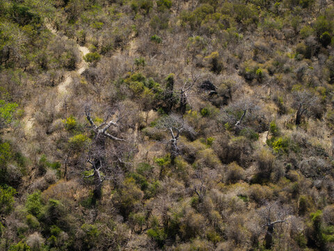 Aerial view of the dry, scrubby landscape of French Mountain featuring scattered baobab trees and a winding dirt path in Antsiranana, Diana, Madagascar.