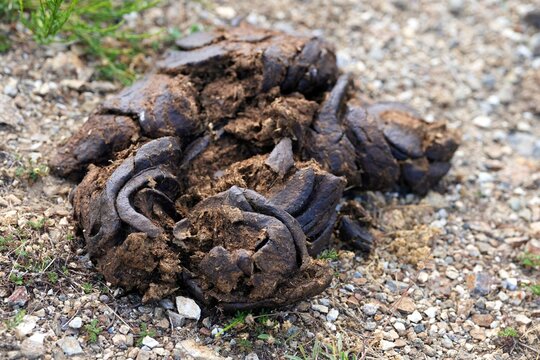 A pile of fresh cow manure on the ground. Close-up of a pile of fresh organic cow manure on gravel soil.