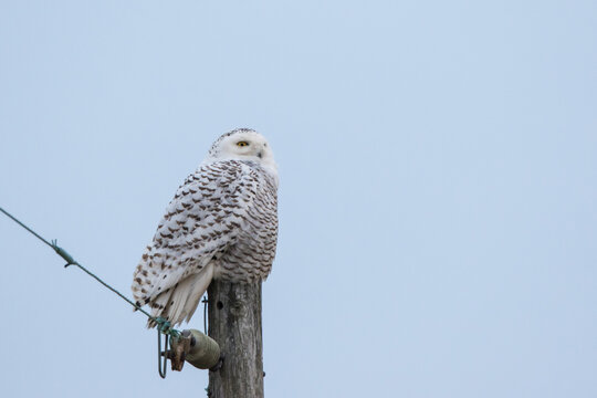 01120-00210 Snowy Owl (Nyctea scandiaca) on power pole, Fayette County, IL
