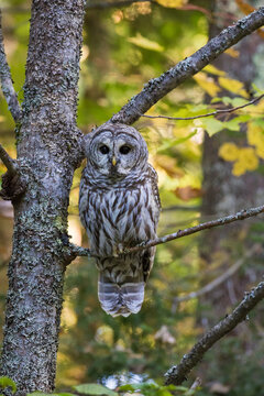 01130-00710 Barred Owl (Strix varia) in fall, Alger County, MI