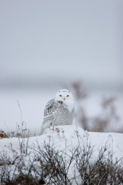 01120-002.01 Snowy Owl (Nyctea scandiaca) Churchill, MB