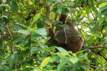 Naklejka premium Sloth resting on tree branch in jungle habitat