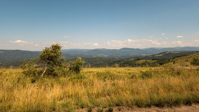 Wide horizontal landscape view featuring expansive rolling green mountain slopes covered in grassy meadows and scattered pine trees under a clear blue sky with light clouds.