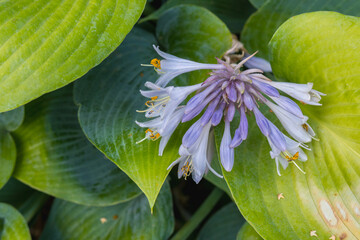 Im Garten blühen die Funkien, auch Hosta schon das zweite mal im Jahr © Winfried