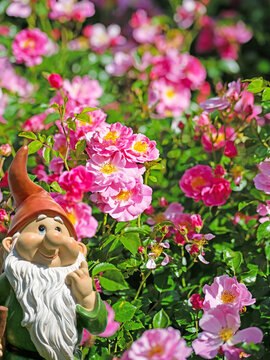 Bl&uuml;hende rote Edelrosen in einer Nahaufnahme