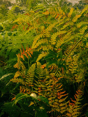 Atmospheric landscape photograph of lush green and golden undergrowth foliage featuring ferns and wild plants in a dense forest glade during a misty morning. Concept for botanical ecology, woodland fl © Vom Baty